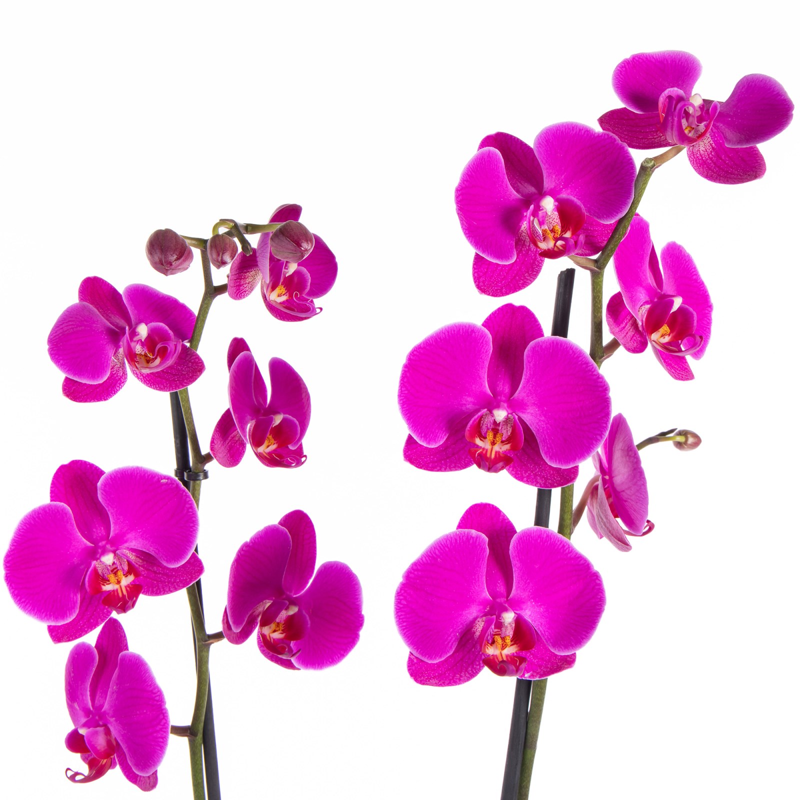 Purple Elegance Çift Dal Mor Orkide