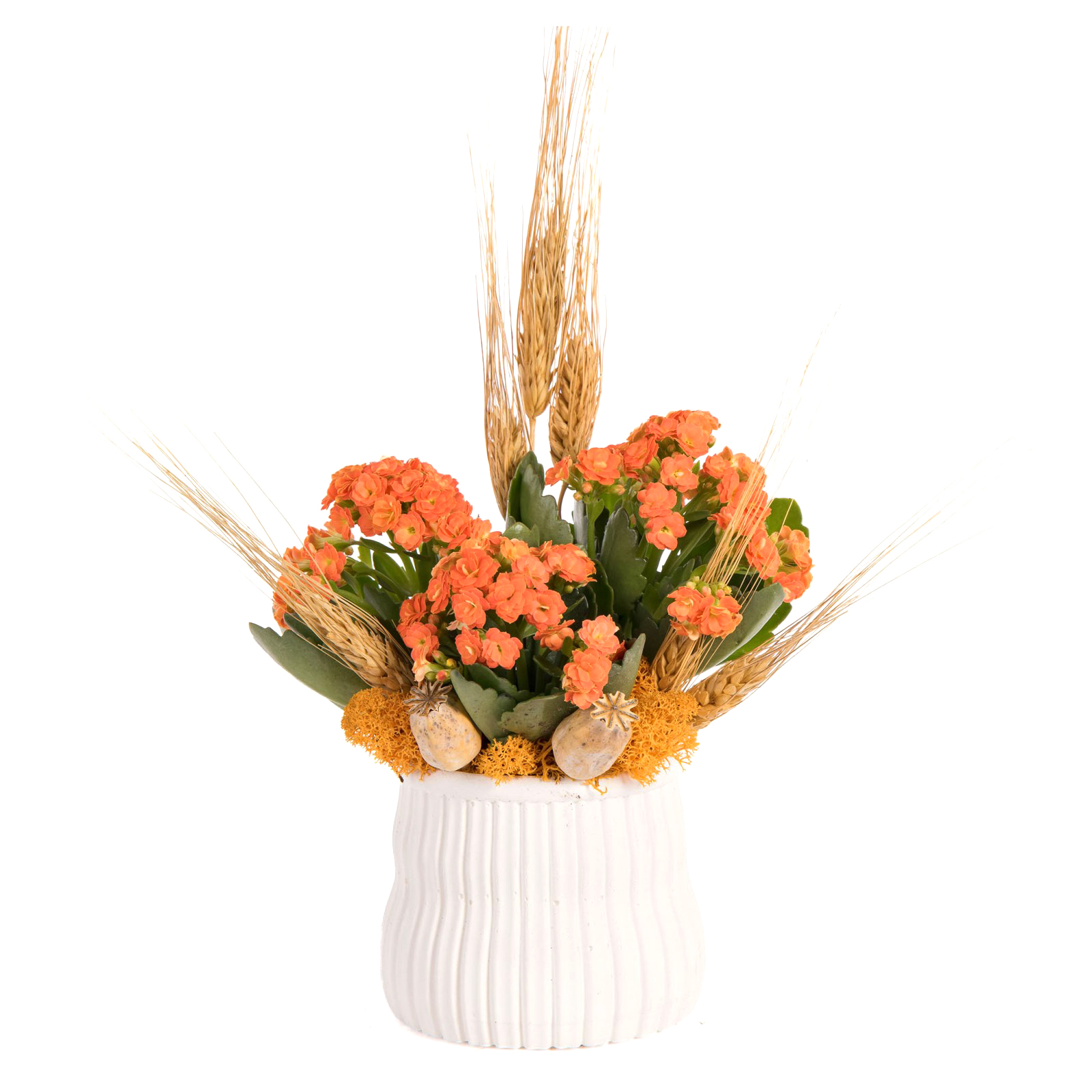 Apricot Harvest Turuncu Kalanşo