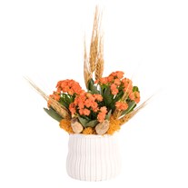 Apricot Harvest Turuncu Kalanşo