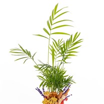 Palm Postcard Saksıda Mini Palmiye