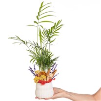 Palm Postcard Saksıda Mini Palmiye