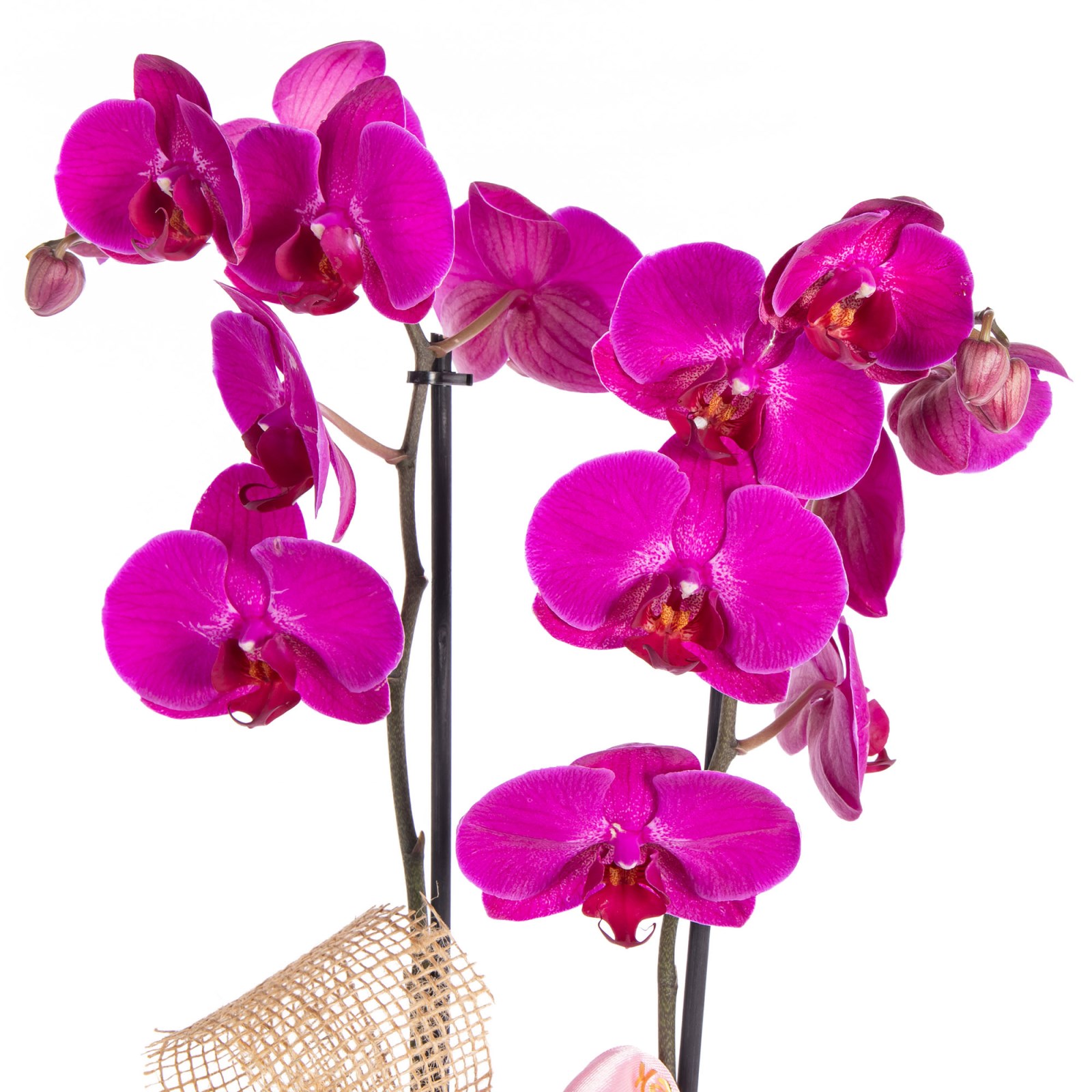 Magenta Minuet Çift Dal Mor Orkide