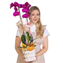 Magenta Minuet Çift Dal Mor Orkide