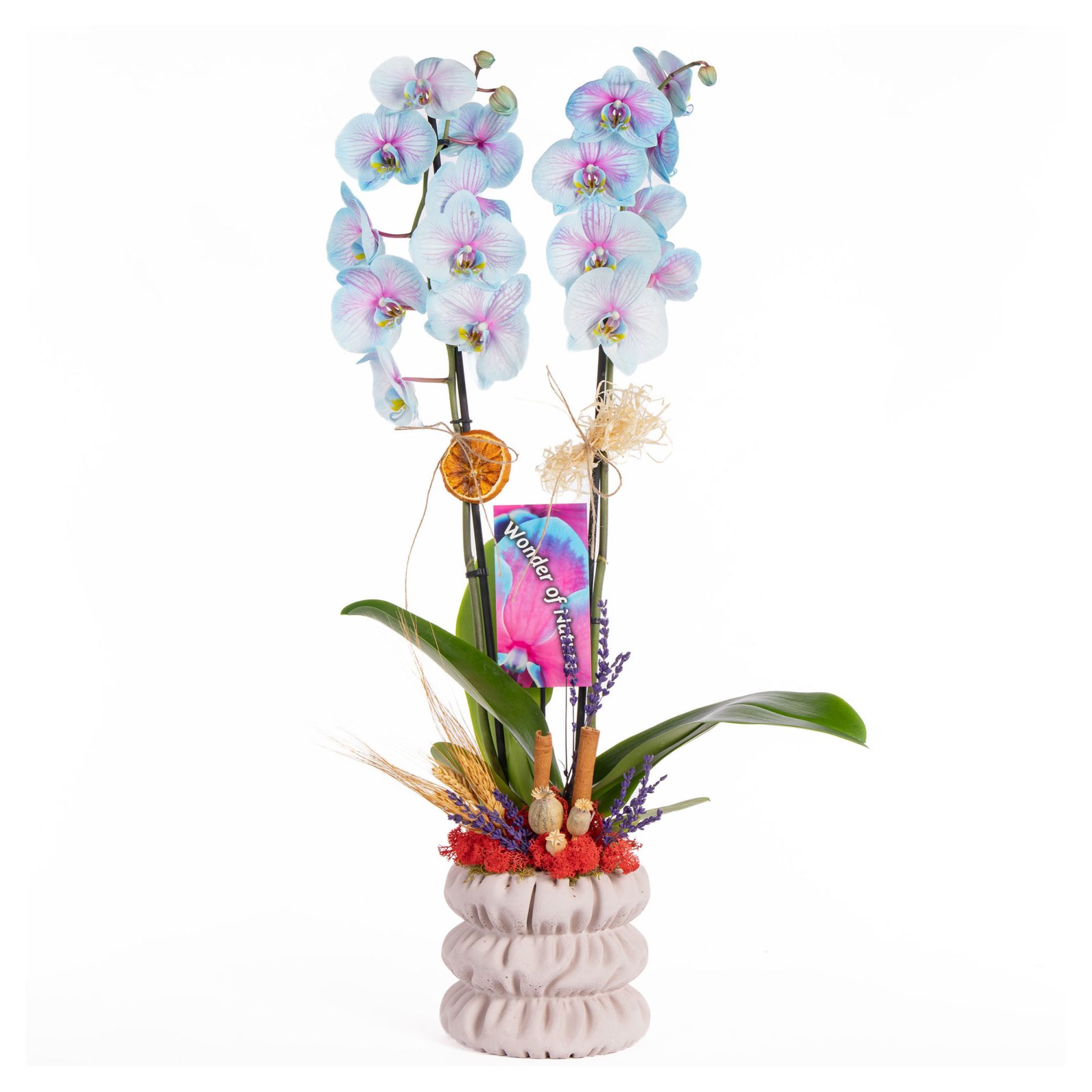 Pastel Mirage Çift Dal Renkli Orkide