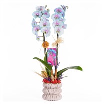 Pastel Mirage Çift Dal Renkli Orkide