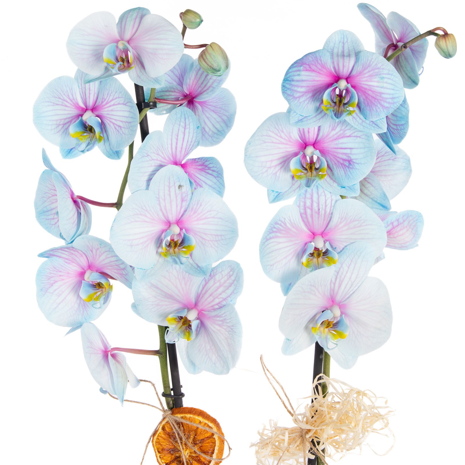Pastel Mirage Çift Dal Renkli Orkide