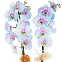 Pastel Mirage Çift Dal Renkli Orkide