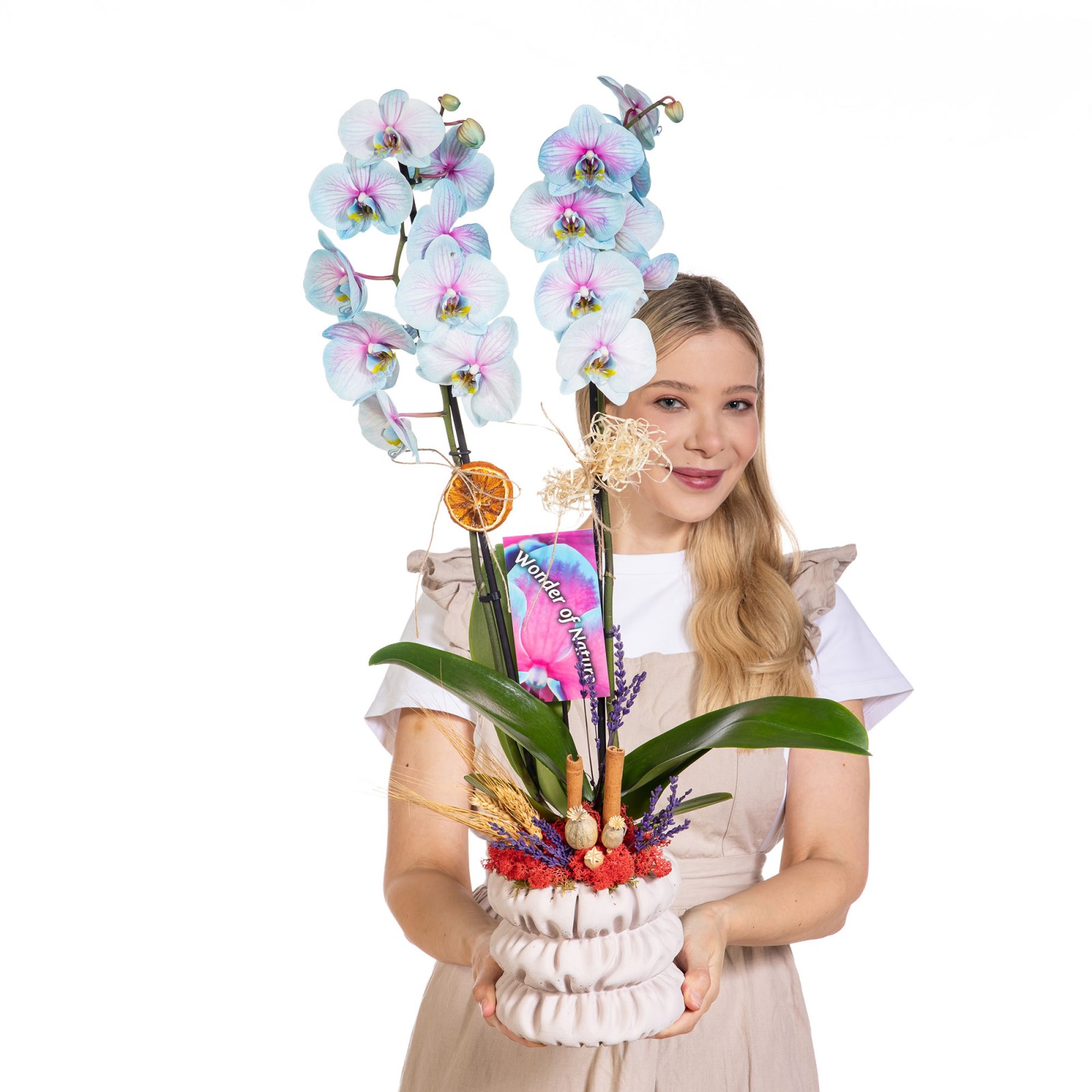 Pastel Mirage Çift Dal Renkli Orkide