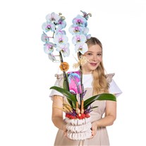Pastel Mirage Çift Dal Renkli Orkide