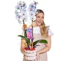 Pastel Mirage Çift Dal Renkli Orkide