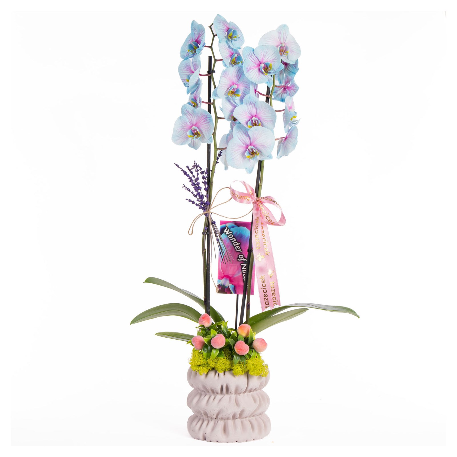 Pastel Pirouette Renkli Orkide