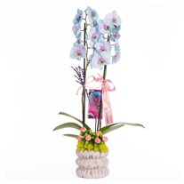 Pastel Pirouette Renkli Orkide