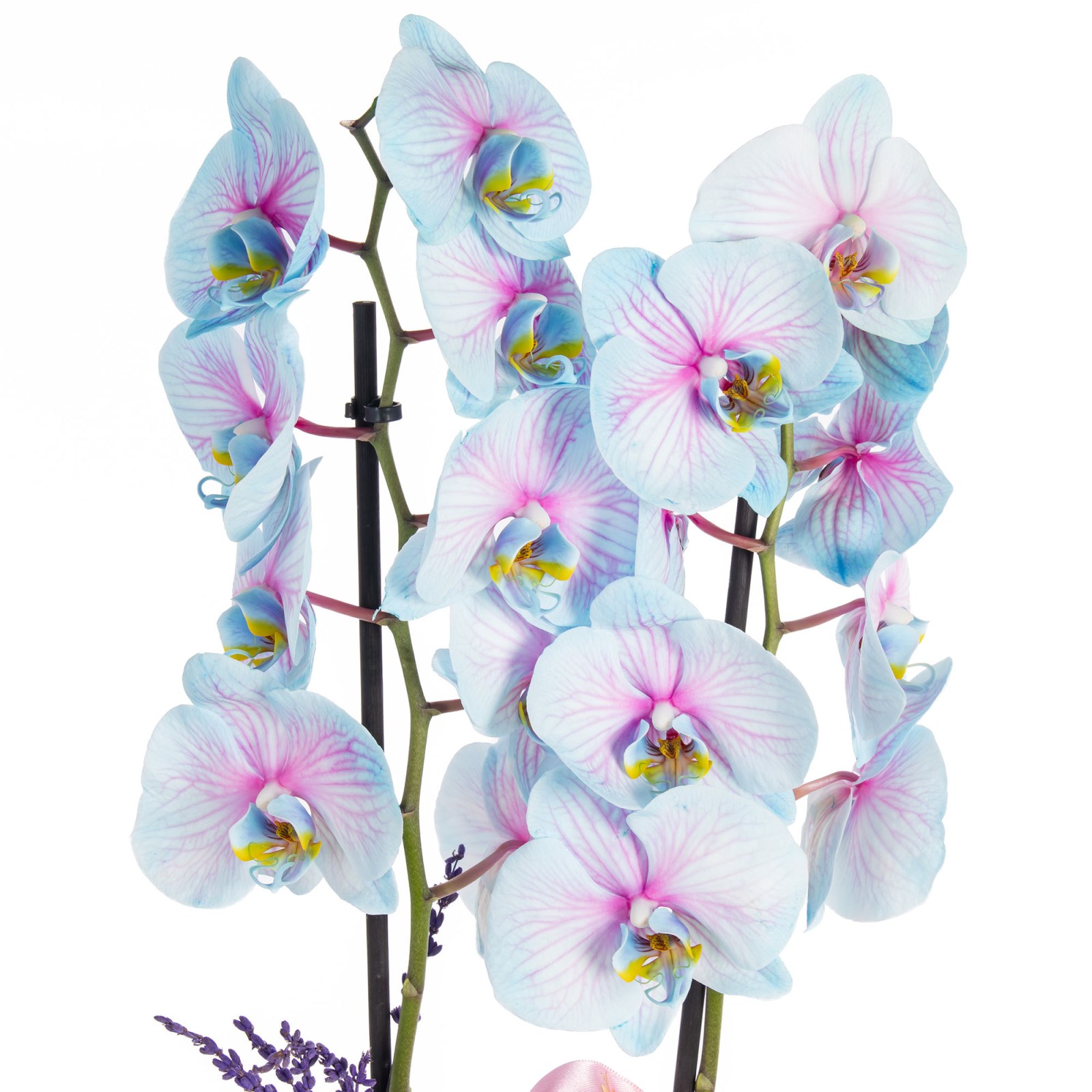 Pastel Pirouette Renkli Orkide