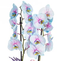 Pastel Pirouette Renkli Orkide