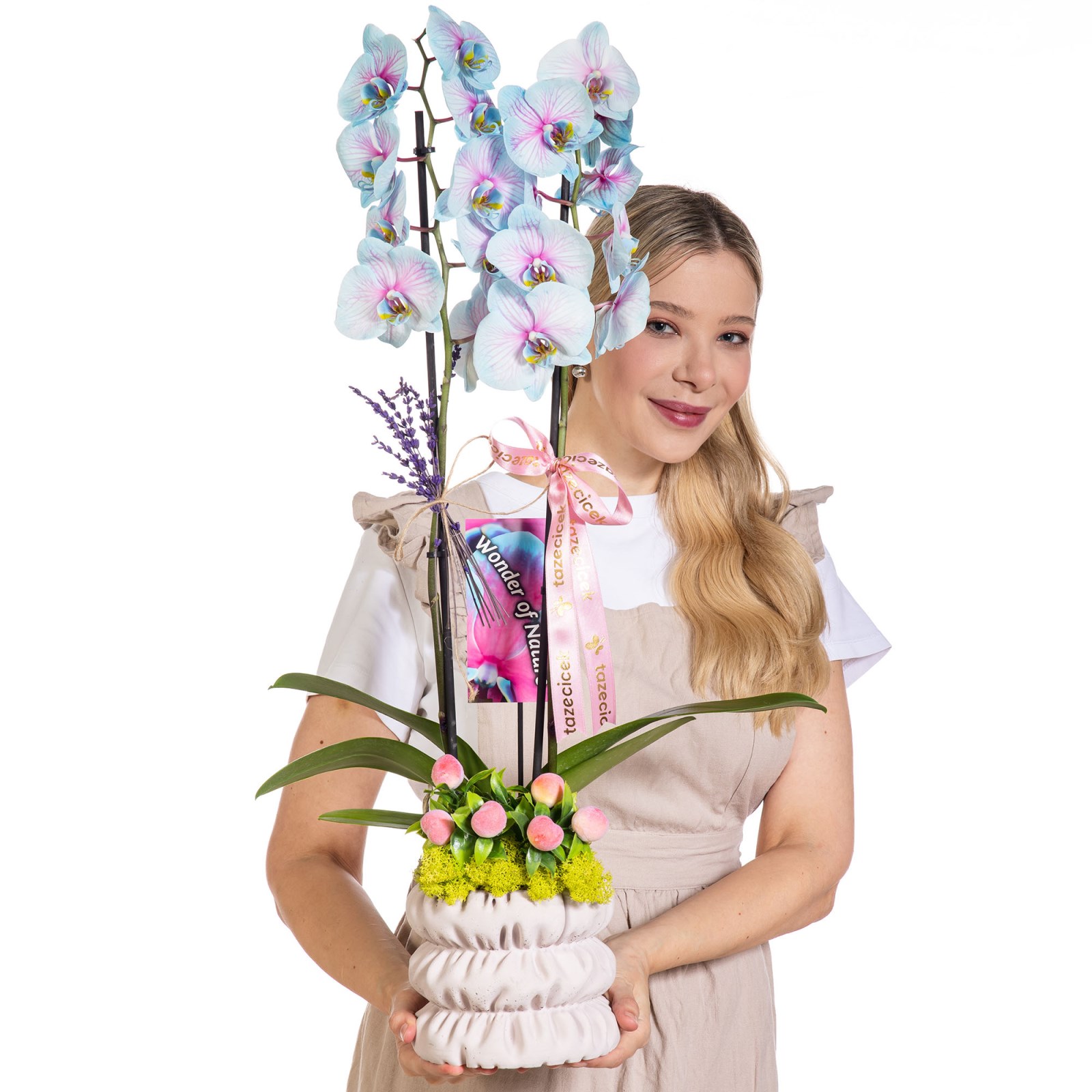 Pastel Pirouette Renkli Orkide