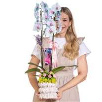 Pastel Pirouette Renkli Orkide