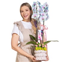 Pastel Pirouette Renkli Orkide