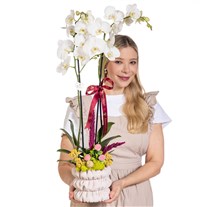 Pearl Waltz Çift Dal Beyaz Orkide