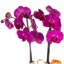 Violet Toast Çift Dal Mor Orkide