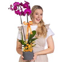 Violet Toast Çift Dal Mor Orkide