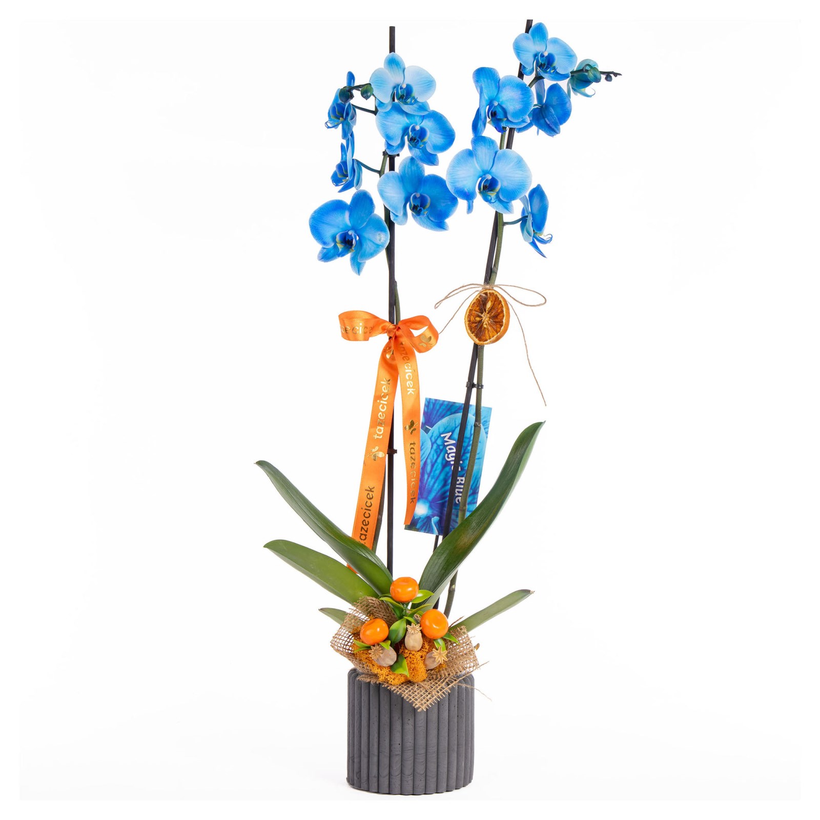 Blue Charm Mavi Orkide