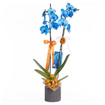 Blue Charm Mavi Orkide