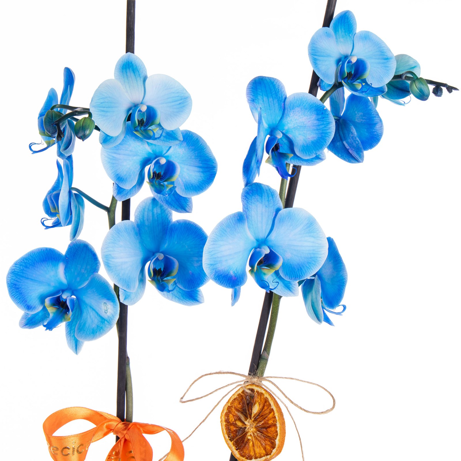 Blue Charm Mavi Orkide