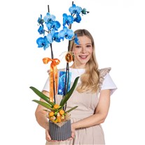 Blue Charm Mavi Orkide