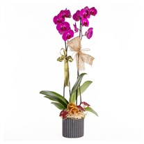 Violet Wish Mor Orkide
