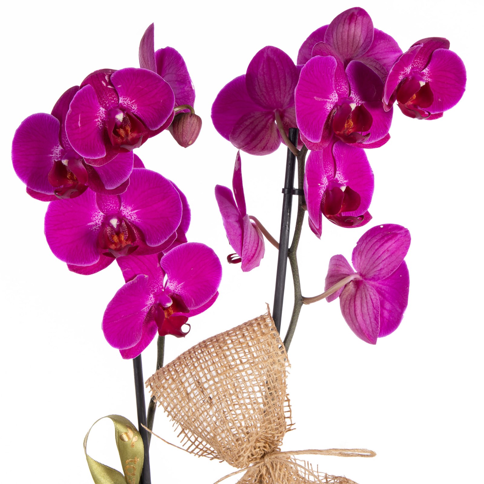 Violet Wish Mor Orkide