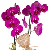 Violet Wish Mor Orkide