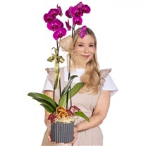 Violet Wish Mor Orkide
