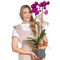 Violet Wish Mor Orkide
