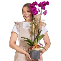 Violet Wish Mor Orkide