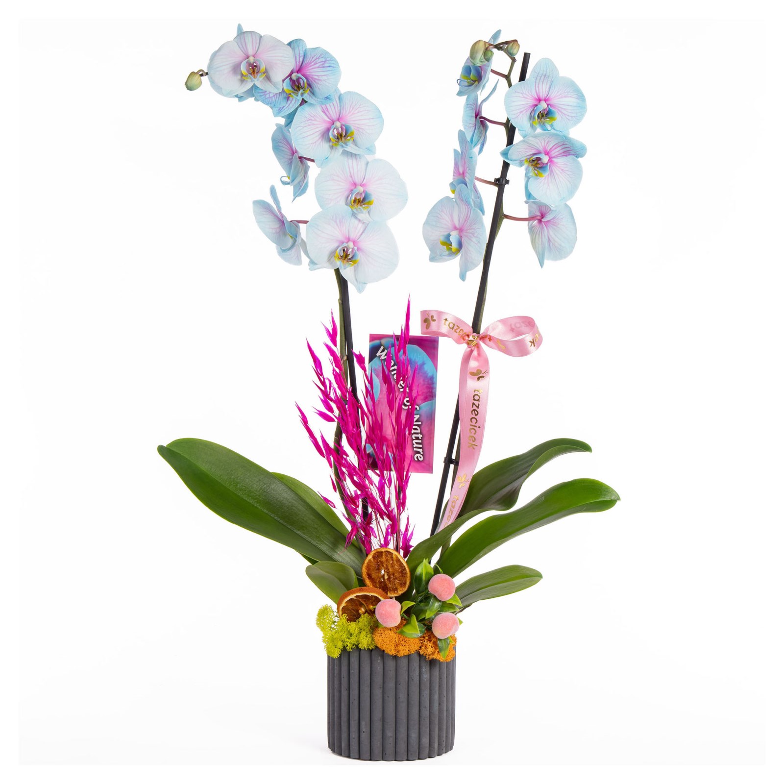 Pastel Joy Renkli Orkide