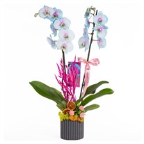 Pastel Joy Renkli Orkide