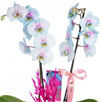 Pastel Joy Renkli Orkide