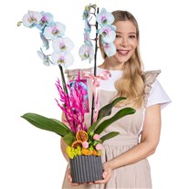 Pastel Joy Renkli Orkide