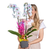 Pastel Joy Renkli Orkide
