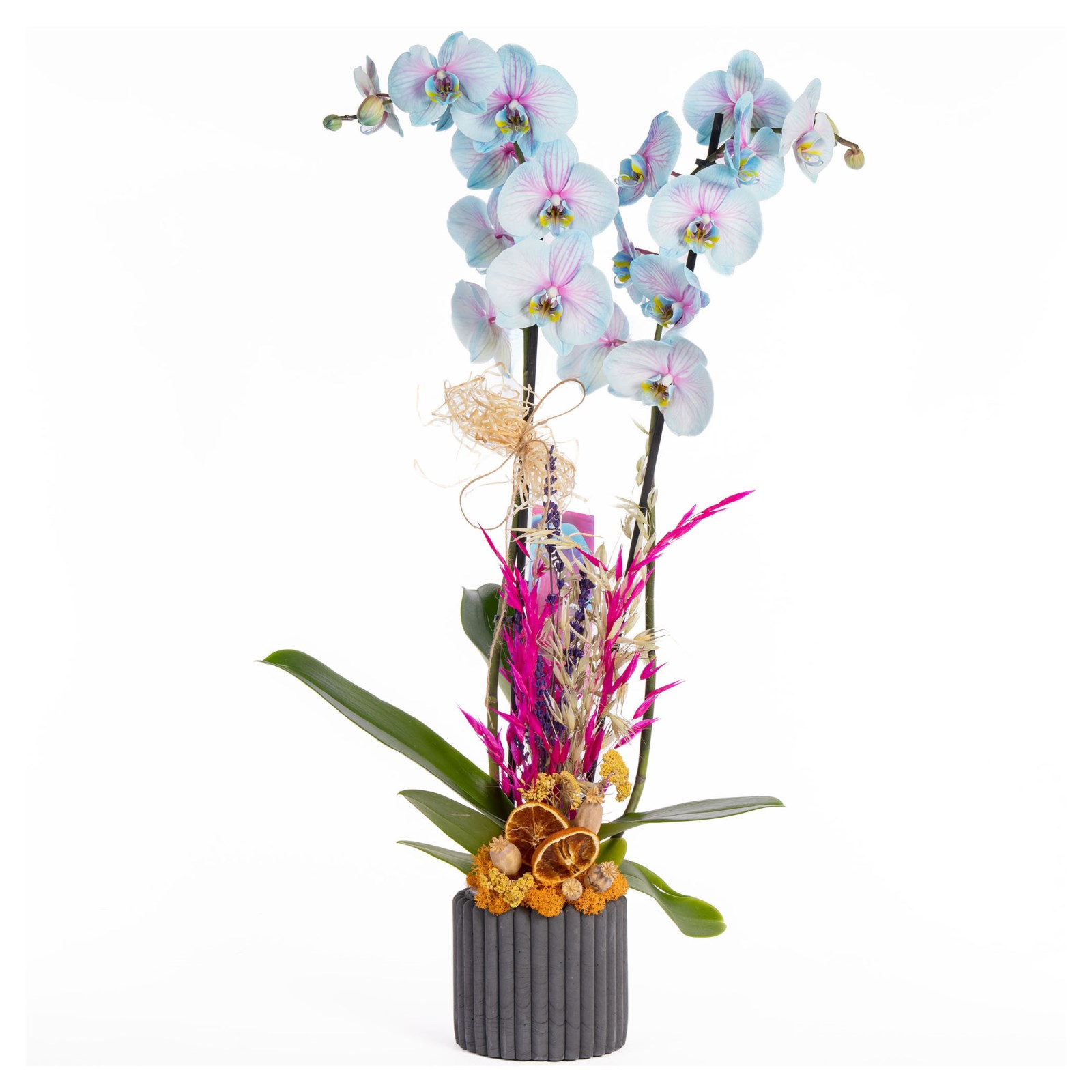 Fairy Blush Renkli Orkide