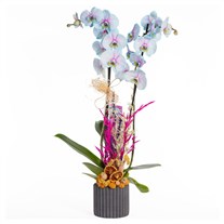 Fairy Blush Renkli Orkide