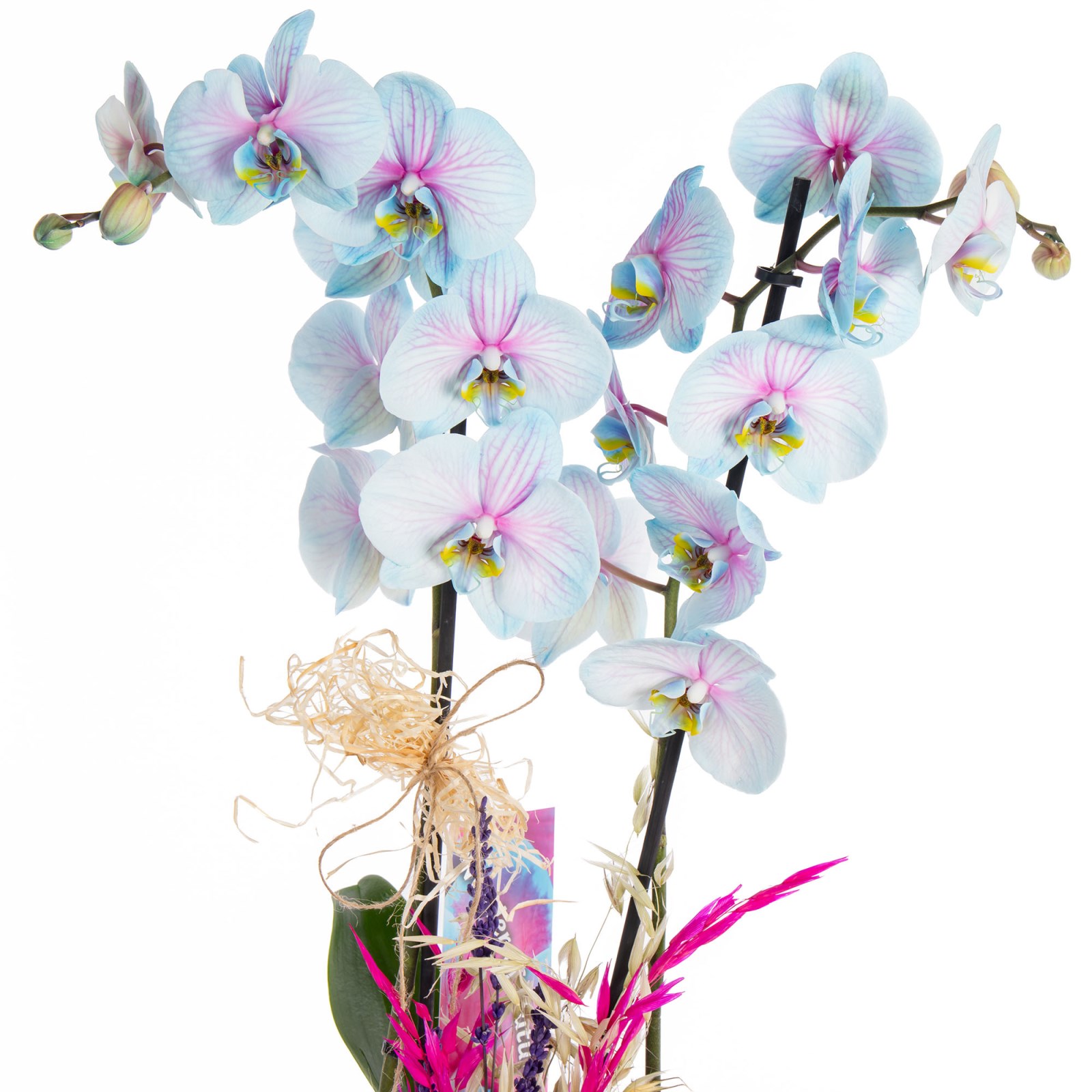 Fairy Blush Renkli Orkide