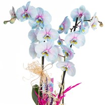 Fairy Blush Renkli Orkide