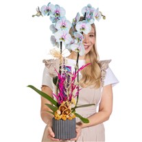 Fairy Blush Renkli Orkide