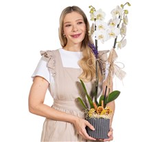 Ivory Dream Beyaz Orkide