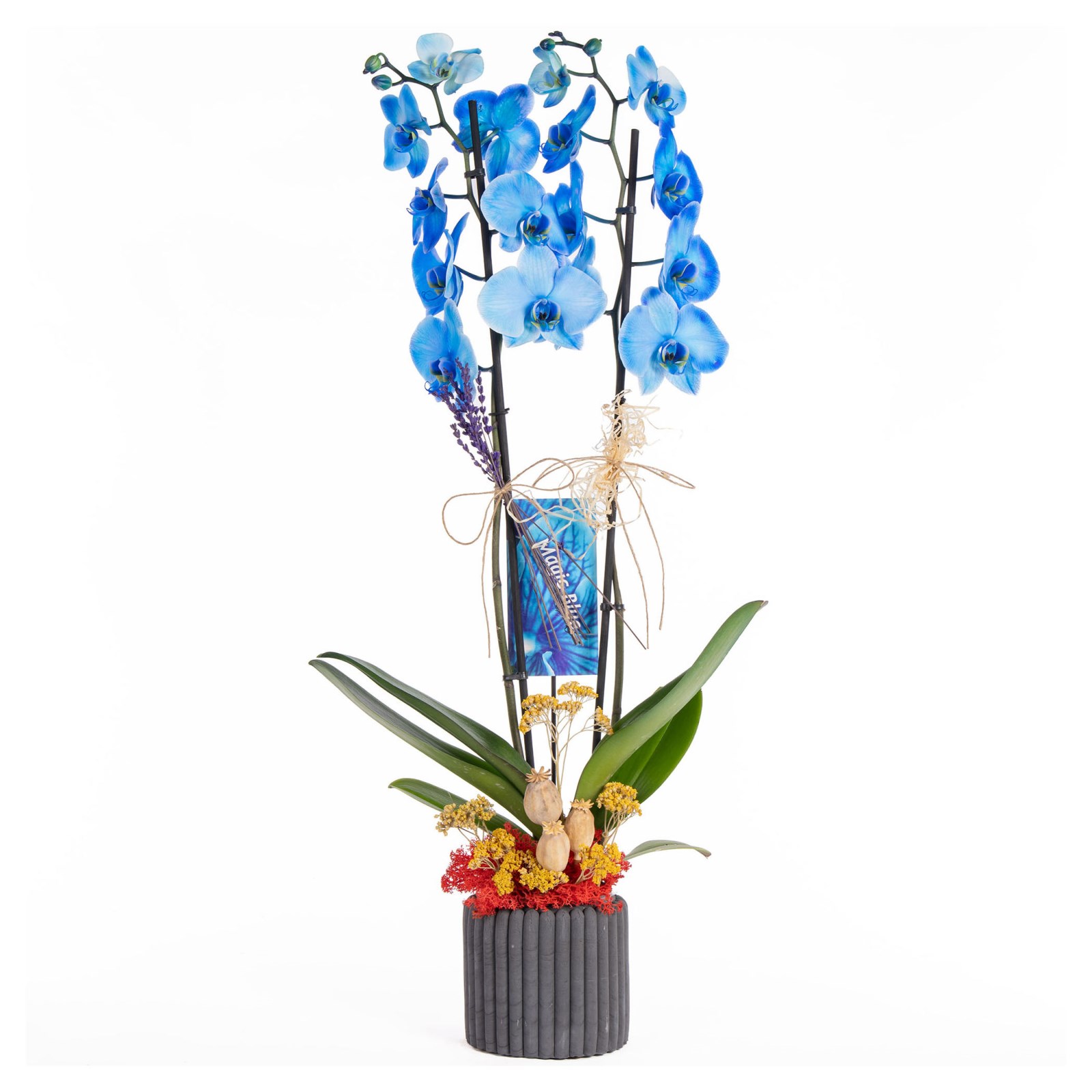 Blue Whisper Mavi Orkide