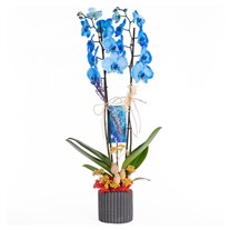 Blue Whisper Mavi Orkide