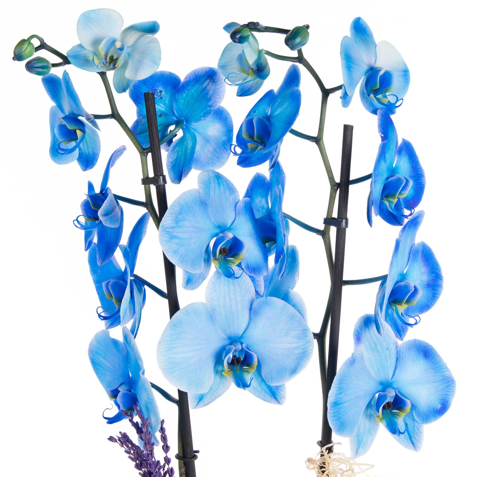 Blue Whisper Mavi Orkide