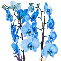 Blue Whisper Mavi Orkide