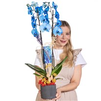 Blue Whisper Mavi Orkide